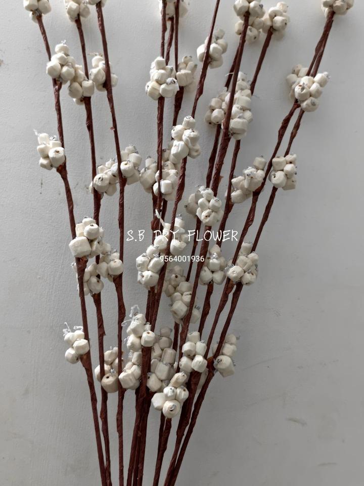 Shola Berry Stems