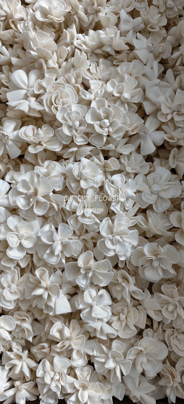 Pure White Sculpted Camellia Sola Blossoms