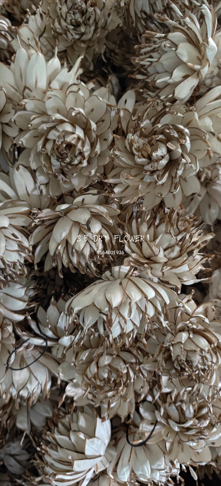 Sculpted Fine Shola Chrysanthemum Petals