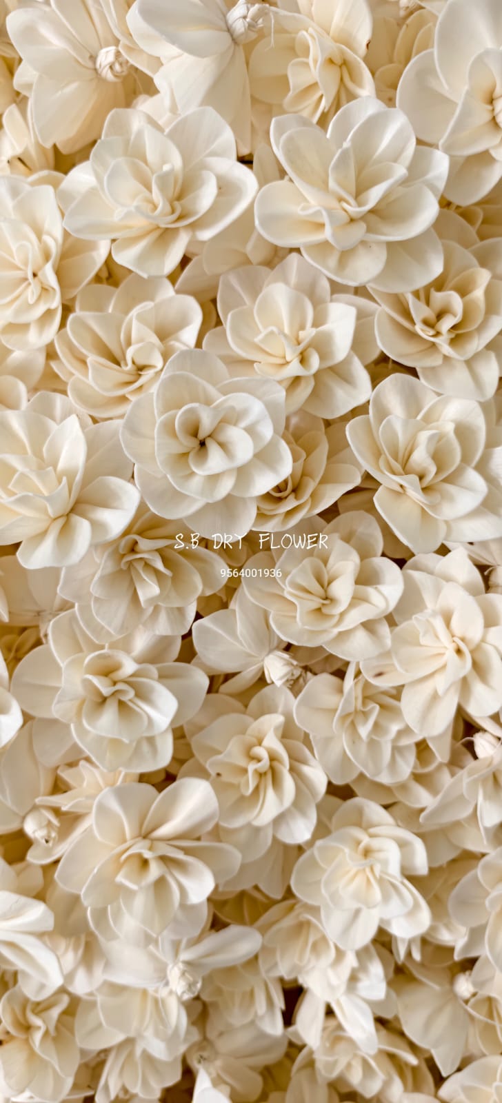 Layered Sunburst Petal Shola Blossoms
