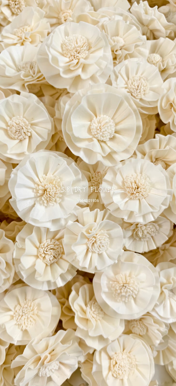 Open Petal Natural Ivory Shola Roses