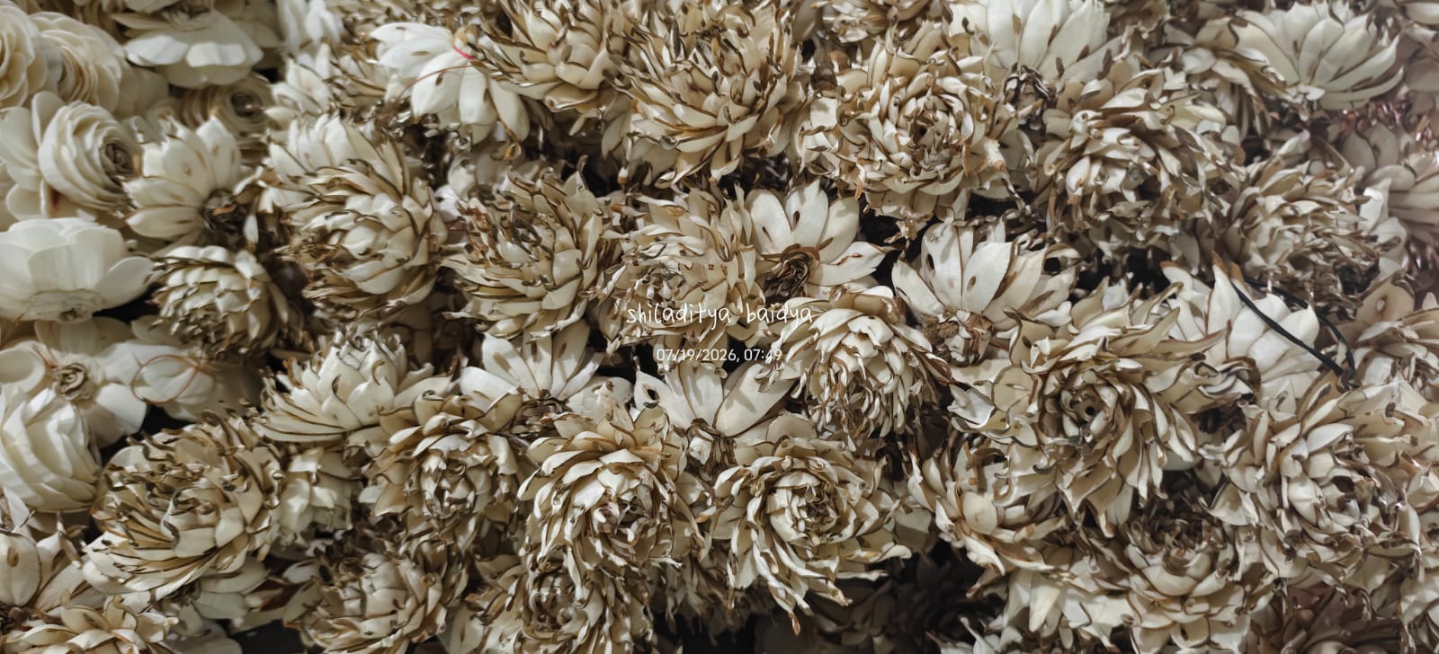 Studio Master Consignment of Raw Bark Flora