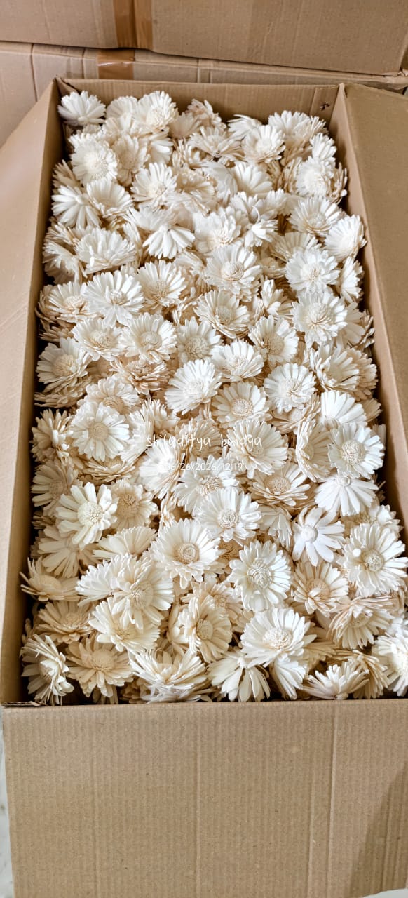 Sculpted Pure White Shola Peony Blooms