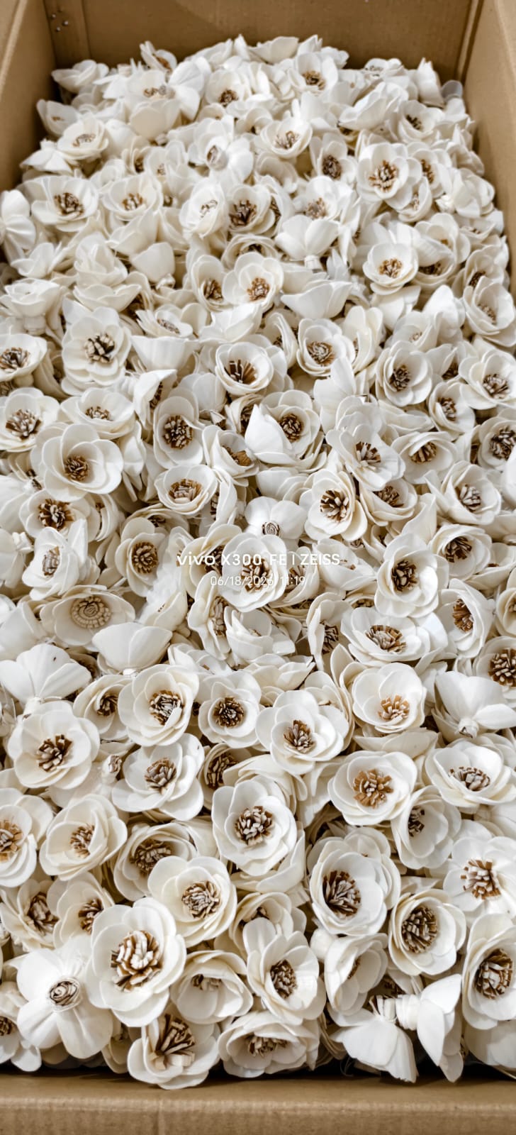 Hand-Sliced Petal Sola Chrysanthemums