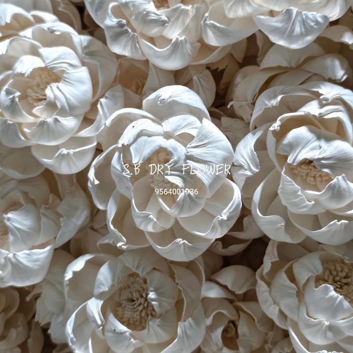Shola Lotus Bloom Botanical Flower