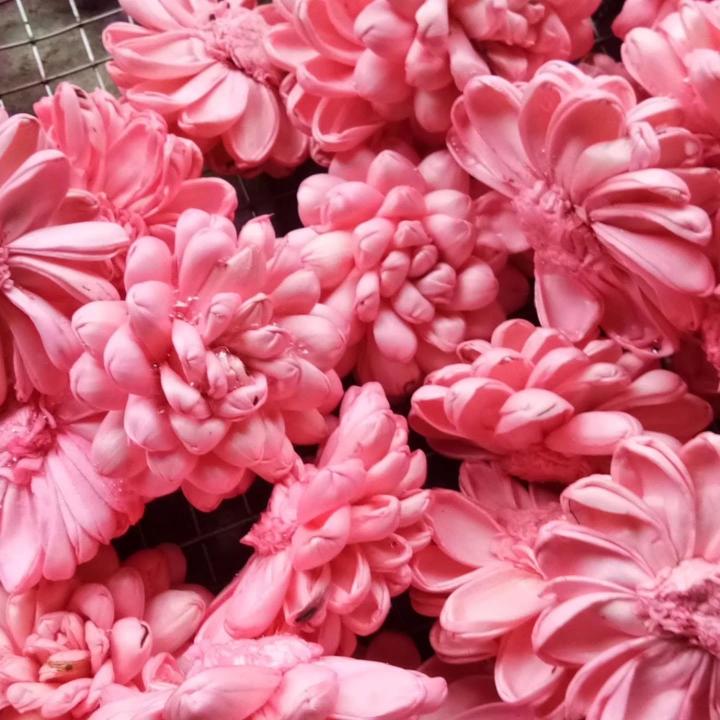 Shola Pink Chrysanthemum